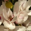 Magnolia x soulangeana P6 P30 (2)